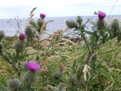 thistles-in-bloom